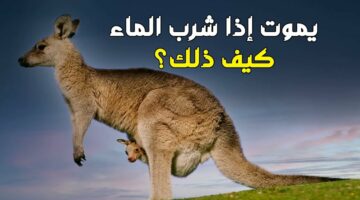 الحيوان الذي لا يشرب الماء وإذا شرب يموت.. خرافة أم حقيقة؟