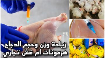 خليكي ذكية.. تاجر الدواجن يكشف الطرق الخاصه للغش التي يفعلها التجار!. شوفي الفرق أى 