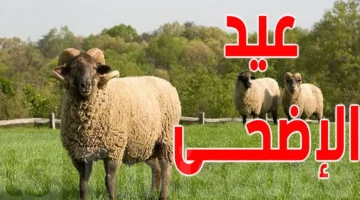 التموين.. انخفاض في أسعار الأضاحي قبل العيد