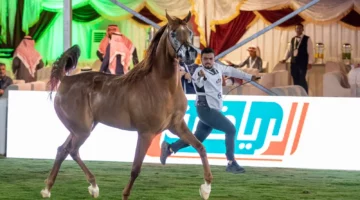 حجز تذاكر بطولة السعودية لجمال الخيل العربية الأصيلة 2024