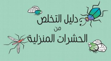 هتتخلصي منها بشكل نهائي.. طرق فعالة للتخلص من حشرات الصيف المزعجة