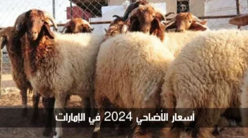 أسعار الأضاحي في الإمارات 2024 وكيفية حجز موعد لذبح الأضاحي