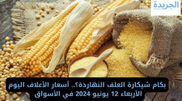 بكام شيكارة العلف النهاردة؟.. أسعار الأعلاف اليوم الأربعاء 12 يونيو 2024 في الأسواق 