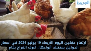 ارتفاع مفاجئ اليوم الأربعاء 19 يونيو 2024 في أسعار الدواجن بمختلف أنواعها.. اعرف بكام!!