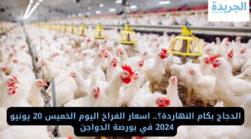 الدجاج بكام النهاردة؟.. اسعار الفراخ اليوم الخميس 20 يونيو 2024 في بورصة الدواجن 