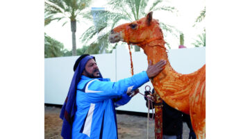 نوق متوّجة بالزعفران والفخر – الجريدة