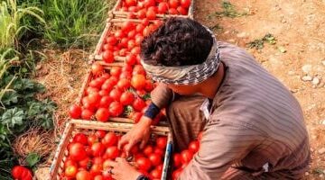 تعرف على كيفية مكافحة الحفار على محصول الطماطم – الجريدة