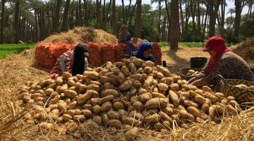 لجنة مبيدات الآفات الزراعية تقدم روشتة لمزارعى البطاطس لمكافحة “الحفار” – الجريدة