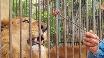 بعد واقعة اعتداء الأسد على حارسه.. الزراعة تكشف تعيد فتح حديقة الفيوم – الجريدة