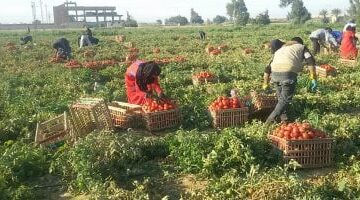 دودة اللوز الأمريكية أبرز الآفات الحشرية إصابة للطماطم.. اعرف كيفية مكافحتها – الجريدة